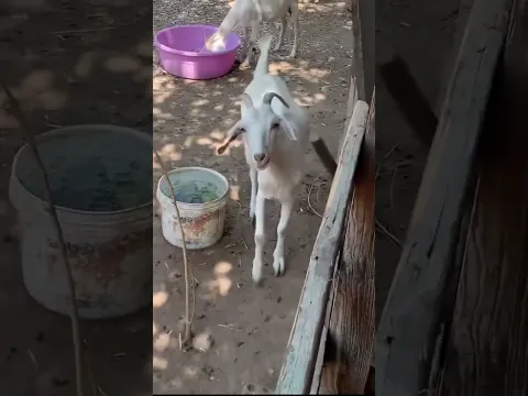 प्यारी बकरी 2 | बूढी दादी की में बकरी | Bakri | Goat | #shorts #shortvideo #shortsfeed