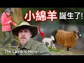 Download Lagu 午夜奇蹟：月光下郊狼嚎叫，母羊生下第一隻小綿羊 Midnight Miracle: Coyote's Howl Under Crescent Moon, Mama Delivers 1st Lamb!
