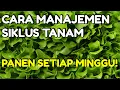 CARA MANAJEMEN SIKLUS TANAM PADA HIDROPONIK SKALA INDUSTRI RUMAHAN.