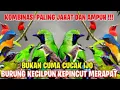 Download Lagu 夢indo: suara memikat burung cucak hijau di hutan