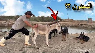 ضيف غريب ومجنون يدخل المزرعة.. صدمة الحيوانات! 🫏🤣