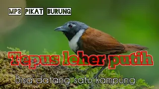 suara pikat burung tepus leher putih bantengan