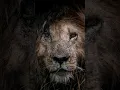 Download Lagu legend #scarface       #africansafari #animal #wildlifefilming #kenyasafari #wildlife #safari