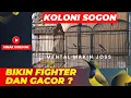 Download Lagu IS SOGON EEN VERPLICHTE KOLONIE? WAT ZIJN DE VOORDELEN VAN SOGON KOLONIE? KIJK TOT HET EINDE