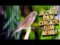 Download Lagu JAGONYA BIKIN CENGKOK JAWARA - MASTERAN KENARI ISIAN BLACKTHROAT GACOR SUARA JERNIH ISTIMEWAH #02