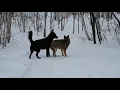 Dog and Wild Coyote best friend for couple years now