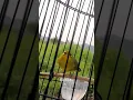 Download Lagu Suara burung Pleci betina manggil jantan #pleci #iyon #birds #plecigacorbongkarisiankenari #keep
