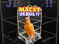 Download Lagu PANCINGAN KENARI MACET LANGSUNG JEBOL | CANARY SINGING