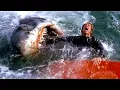 Download Lagu Todos os melhores ataques de tubarão em Tubarão 🌀 4K