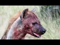 The circle of life - SafariLIVE Sunrise