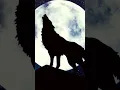 Download Lagu Wolf Howling Sound🐺