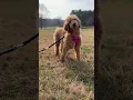 Marie-MD available for adoption through IDOG Doodle Rescue