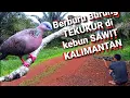 Download Lagu Berburu TEKUKUR di KEBUN SAWIT  Kalimantan Tengah