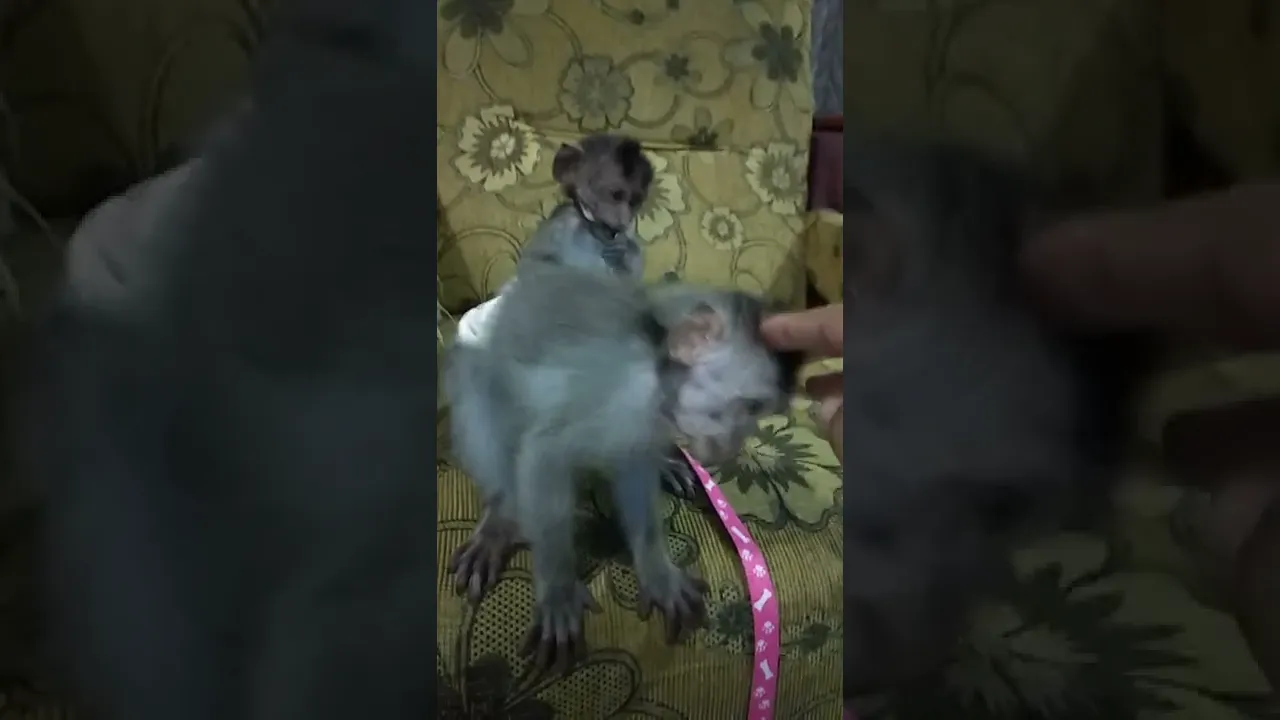 HOME MONKEY BEHAVIOR!!!