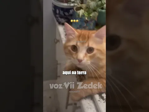 Bichinhos que nos entendem -gatos arteiros