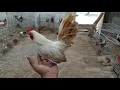 Gallo Golden White miniatura Kikiriki