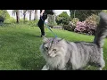 Download Lagu The pros and cons of walking cats outside
