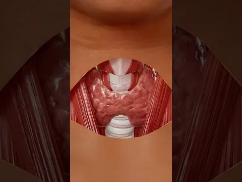 Get to Know Your Thyroid