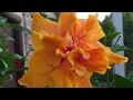 Double Orange Gumamela