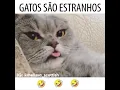 Gatos sao estranhos