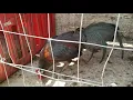 Gallo Sid Taylor