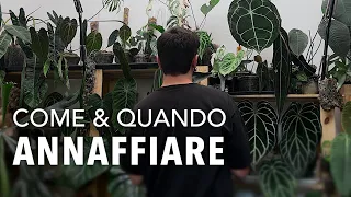 learn how to water your houseplants
