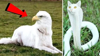 Download 10 Unique Animals You Won’t Believe Exist MP3