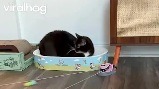 Cat Is Completely Unimpressed With New Toy || ViralHog