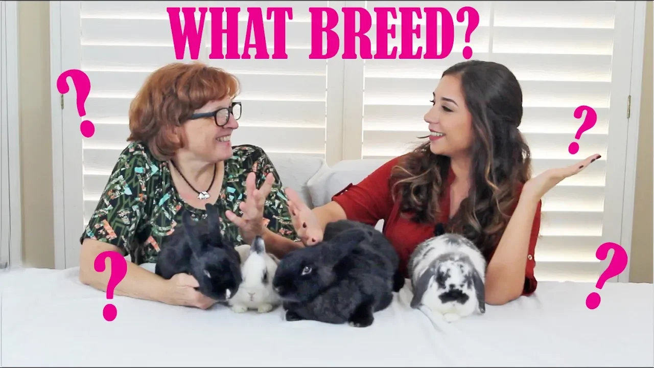 WHAT BREED IS YOUR RABBIT?