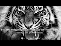 Download Lagu Story wa macan putih memberi wejangan hidup