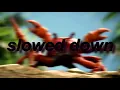 Download Lagu crab rave -  slowed down