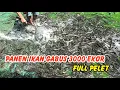 Download Lagu Panen Ikan Gabus 3000 ekor Full Pelet