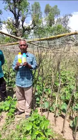 कांगड़ा के छोटू राम ने सब्जी की फसल के लिए कौन सी खाद बताई जरूरी |  वनइंडिया हिंदी