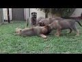 German Shepherd Malinois Mix Pups