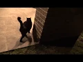 Houston Texas - Total Lunar Eclipse Blood Moon Cat versus Moon