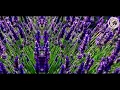 Download Lagu Jody Barr - Lavender Fields (Original Mix)