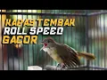 Download Lagu MASTERAN KAPAS TEMBAK ROLL SPEED GACORR! KAPAS TEMBAK TEMBAKAN YANG DICARI! KAPAS TEMBAK GACOR!