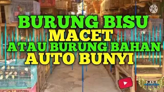 Download Audio suasana pasar burung untuk memancing bunyi burung bahan burung macet dan burung bisu MP3