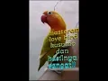 Download Lagu Masteran mp3 love bird  kusumo ini hasilnya!!