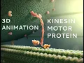 Kinesin Motor Protein 3D Animation with Labels