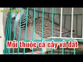 Download Lagu (Đã Chia) mồi thuộc cả cây và đất âm tốt tiếng bắt gần 20 bổi, phóng rước gù cứng cho AE cần..