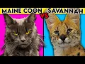 Maine Coon cat vs Savannah - Everything You Need To Know