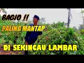 Download Lagu KLON BAGIO MASI MENJADI KLON YANG SANGAT BERBUAH LEBAT DI SEKINCAU ,LAMPUNG BARAT.