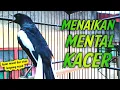 Lagu MENAIKAN MENTAL.. KACER MACET DAN STRES PASTI LANGSUNG NYAUT !! KACER GACOR FULL ISIAN .