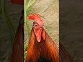 Lagu Suara Ayam Jantan Berkokok ~ Kompilasi video ayam jantan 💕 🐔 🐓 #suarahewan