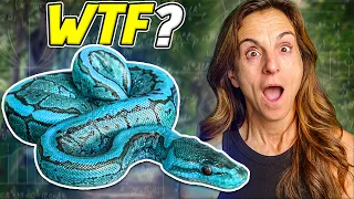 We've Never Hatched a Mystery Snake Like This!