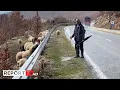 Download Lagu Personazh/ Jeta e vështirë e blegtorëve në Has! Dina: 3 km çdo ditë për të kullotur delet