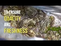 Yamaguchi Fish Market - Fresh Oyster