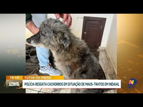 Tutor é preso após polícia resgatar dez cachorros em estado de maus-tratos