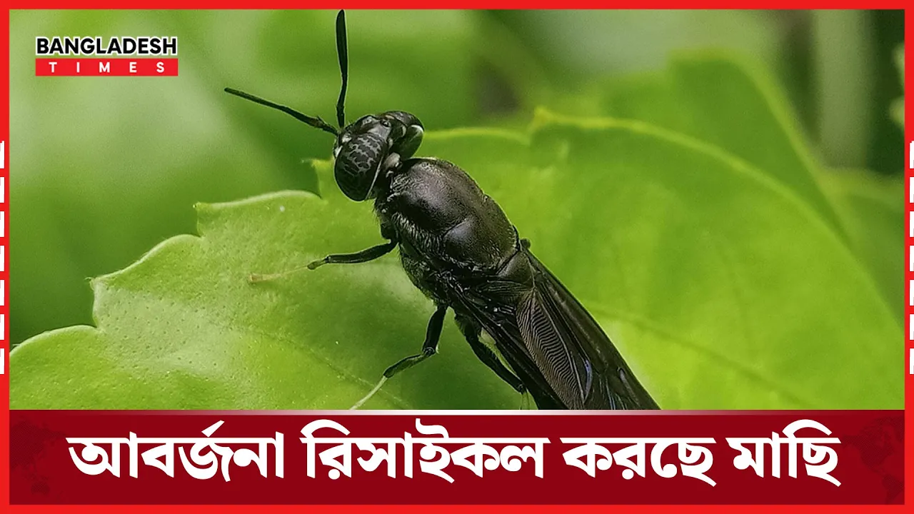 বাণিজ্যিকভাবে শুরু হয়েছে মাছির চাষ